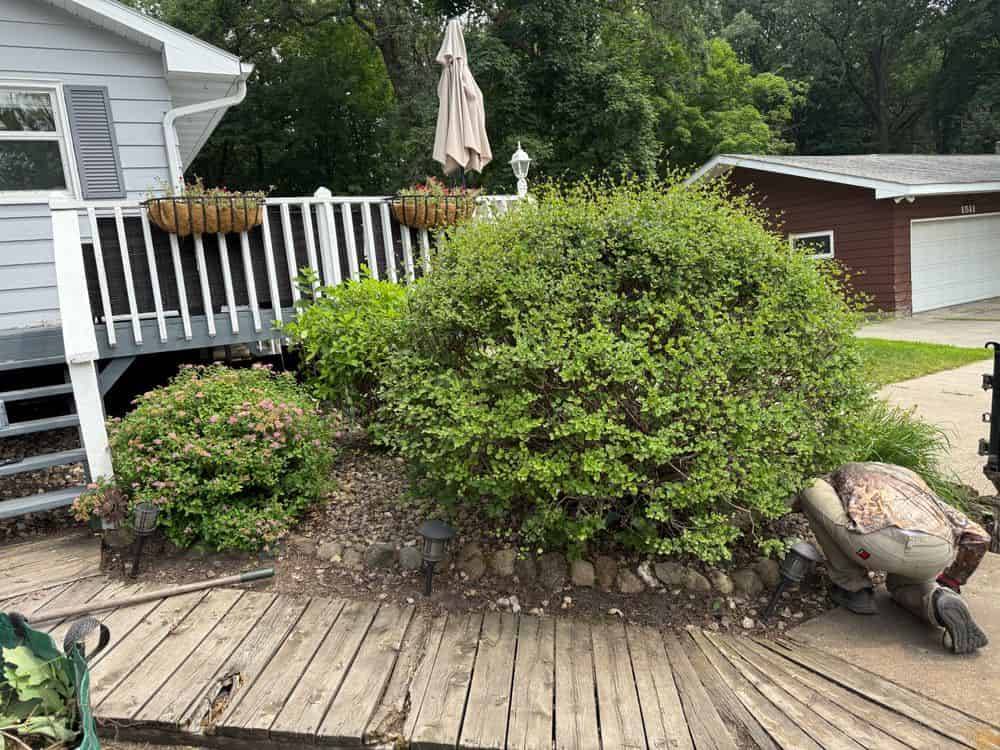 Hedge Trimming image