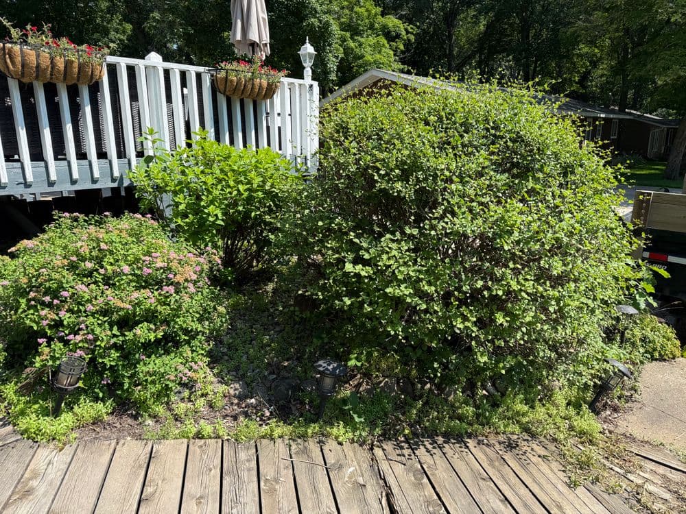 Lush garden with green shrubs and flowering plants beside a wooden deck and pathway.